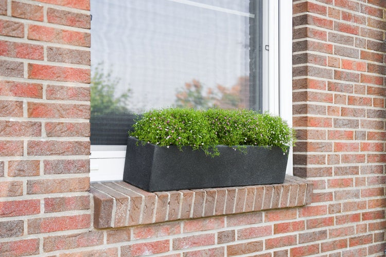 Dunkelgrauer Blumenkasten mit grünen Pflanzen auf einer Fensterbank aus Backstein.