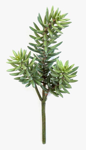 Künstlicher Zweig Sedum reflexum FEITE, Steckstab, grün, 40cm - Kunst Sukkulente