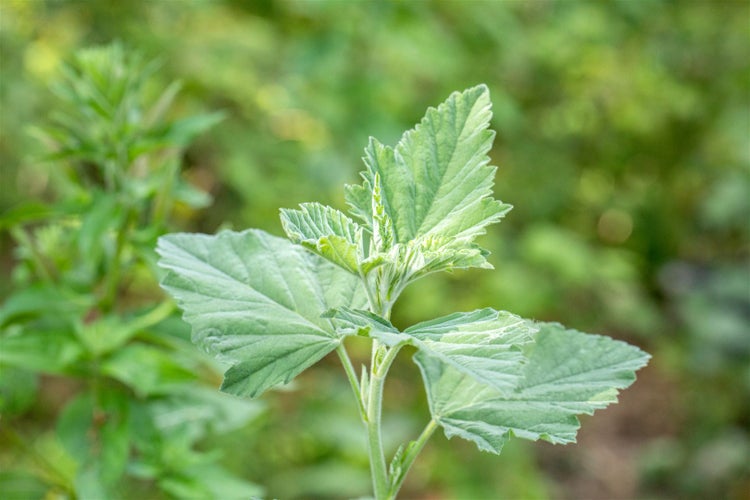 Althaea officinalis, Eibisch, ca. 9x9 cm Topf, heilkräftig