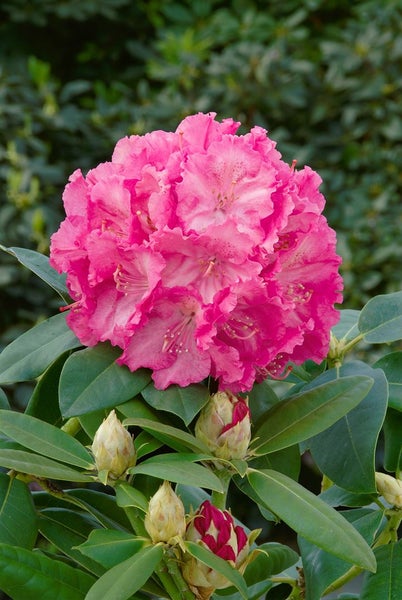 Rhododendron Hybr. 'Germania', Rhododendron, rosa Blüten, 40–50 cm