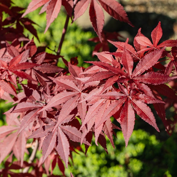 Roter Fächerahorn mit tief geschlitzten Blättern in einer Gartenanlage.