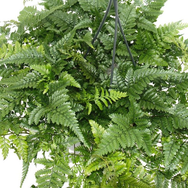 Tarantel-Farn, Vogelspinnen-Farn, Spinnenfarn, Humata tyermannii, Davallia, Zimmerpflanze, 14cm Ampel-Topf zum Hängen