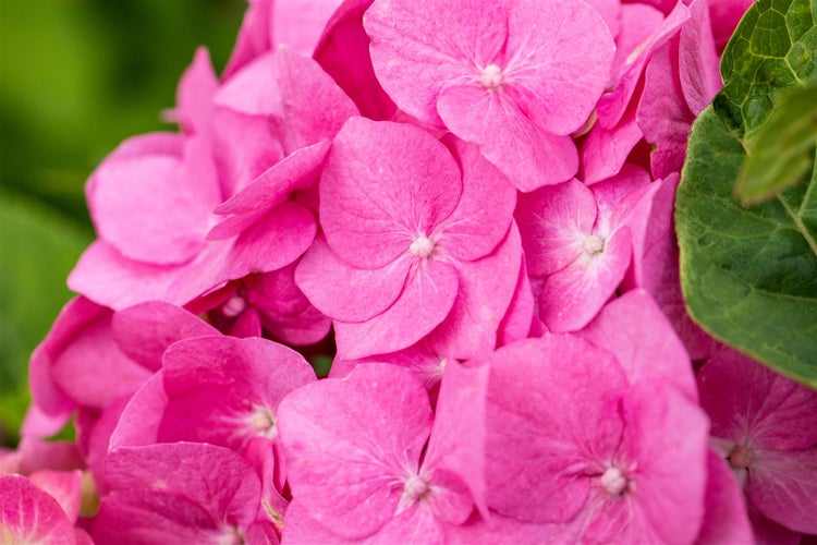 Nahaufnahme einer Hortensienblüte