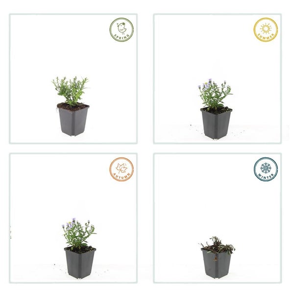 Vier Darstellungen einer Pflanze im Topf während der Jahreszeiten Frühling, Sommer, Herbst und Winter.