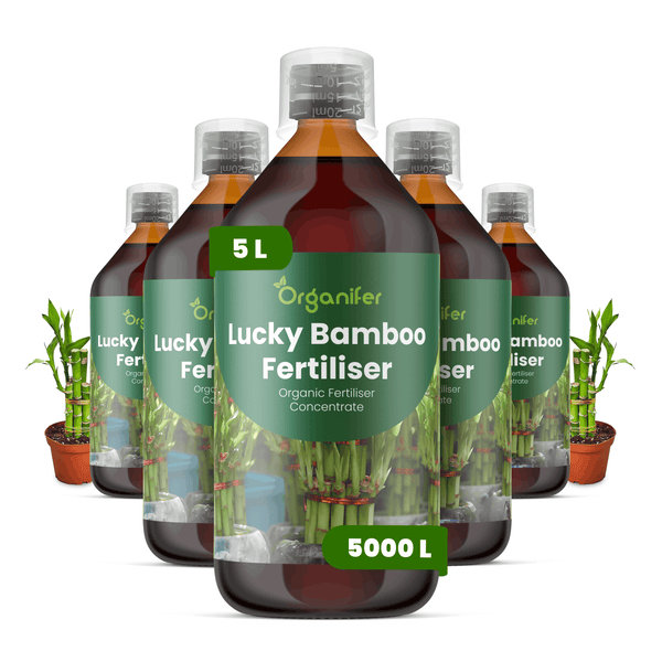 Organifer Lucky Bamboo Dünger, 5 Liter organisches Konzentrat für Glücksbambus, Set aus fünf Flaschen.