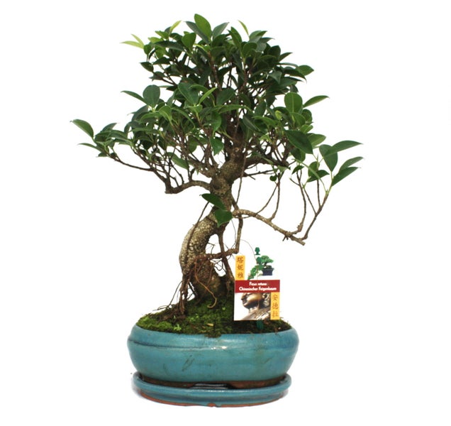 Bonsai Chinesischer Feigenbaum - Ficus retusa - ca. 8 Jahre