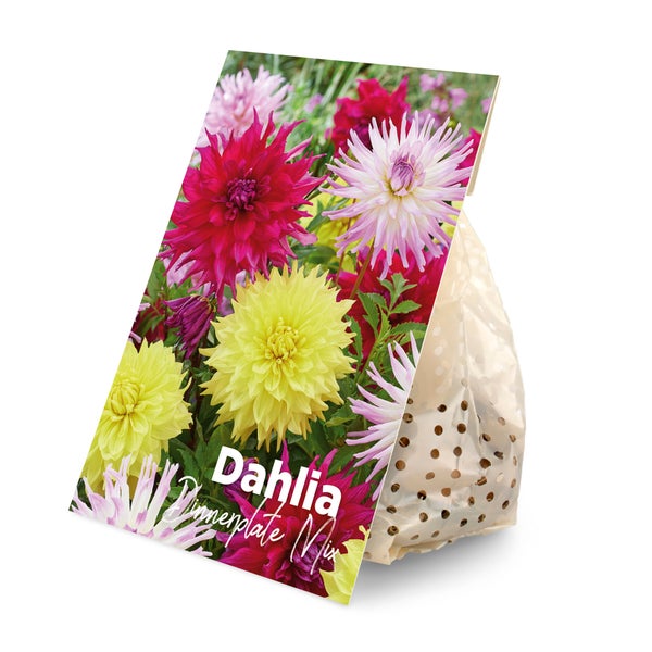 Bloomique - 3er-Mix - Dahlien-Teller-Mix - Farbmix - Blumenzwiebeln - Staude - Sommerblüte - Herbstblüte - Wächst bis zu 90-100 cm