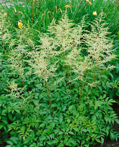 Astilbe x arendsii 'Brautschleier', Prachtspiere, weiß, ca. 9x9 cm Topf