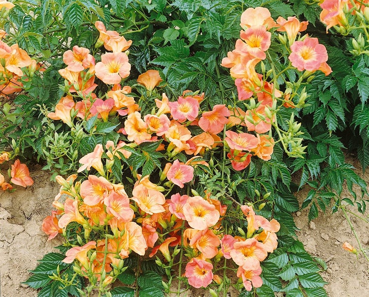 Campsis tagliabuana 'Madame Galen', Trompetenblume, orange-rot, 60–100 cm