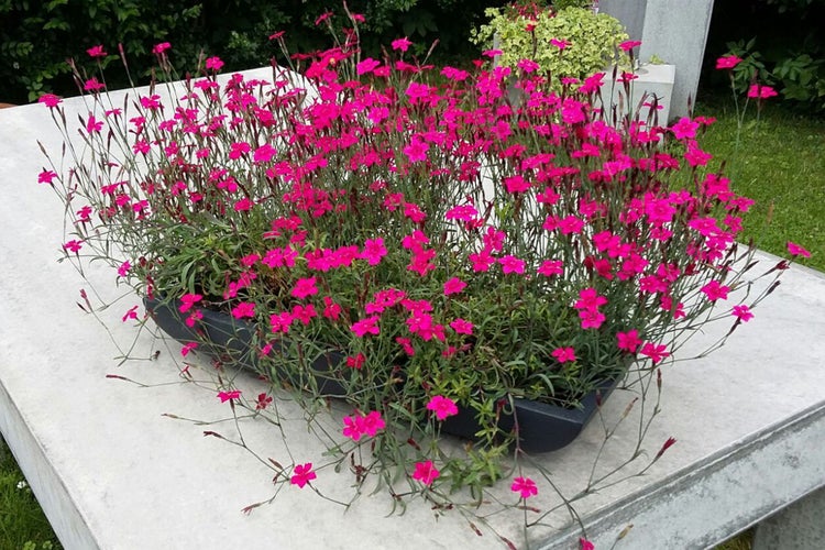 Dunkler Blumenkasten bepflanzt mit vielen leuchtend pinken Nelken auf einer hellen Steinfläche als Grabschmuck.