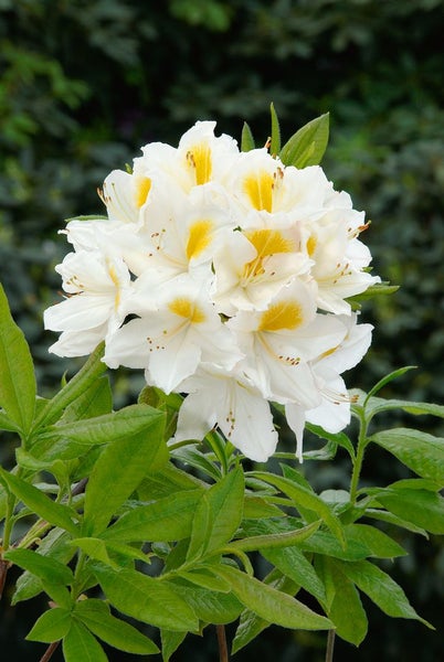 Rhododendron luteum 'Persil', gelb-weiß, 30–40 cm