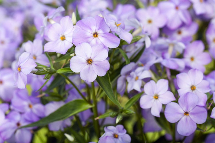 Phlox paniculata 'Blue Boy', Flammenblume, blau, ca. 11x11 cm Topf