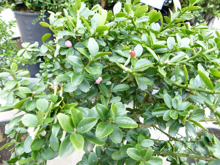 Nahaufnahme einer Fingerlimette mit kleinen grünen Blättern, spitzen Dornen und kleinen rosa Blütenknospen an dichten Zweigen.