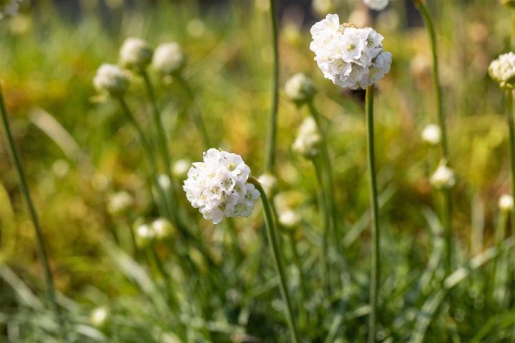 Armeria maritima 'Alba', Grasnelke, weiß, ca. 9x9 cm Topf
