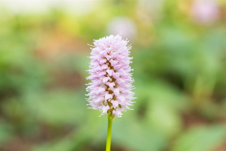 Blüte des Schlangen-Knöterichs im Nahbereich