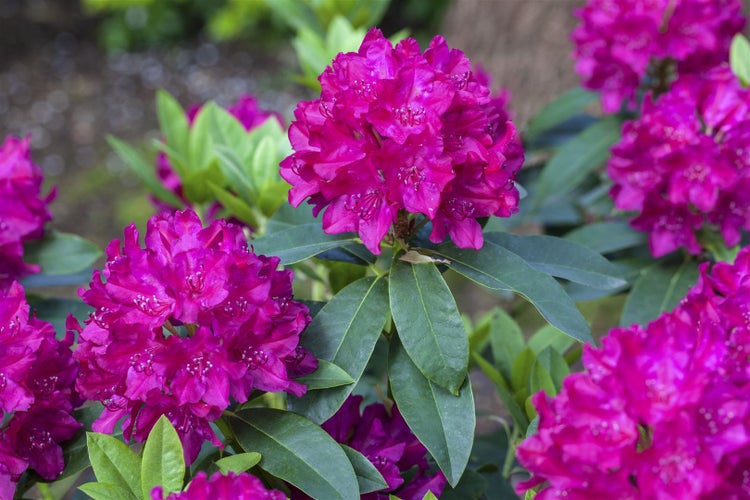 Rhododendron Hybr. 'Renata', Rhododendron, rot, 30–40 cm