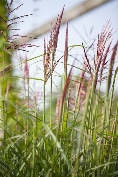 Chinaschilf im Garten