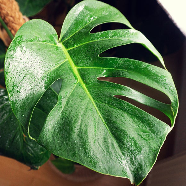 Monstera Blatt Nahaufnahme mit charakteristischen Einschnitten