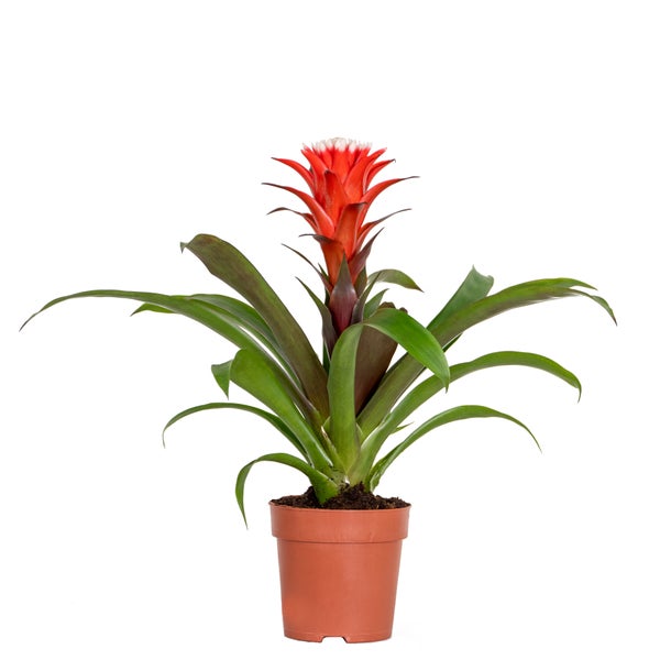 Guzmania Hope – Röhrenpflanze – Zimmerpflanze – Pflegeleicht – ⌀12 cm – ↕35-45 cm