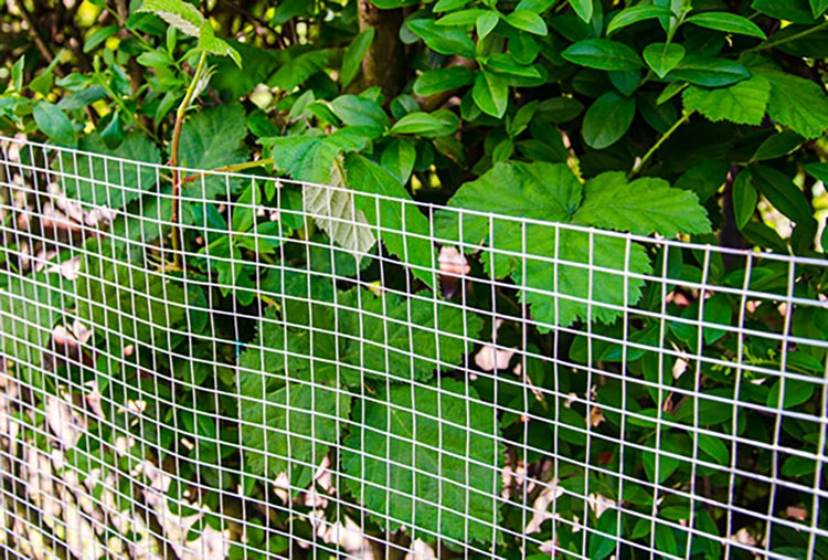 Punktgeschweißtes Drahtgitter mit quadratischen Maschen vor einer Hecke als Gartenzaun.
