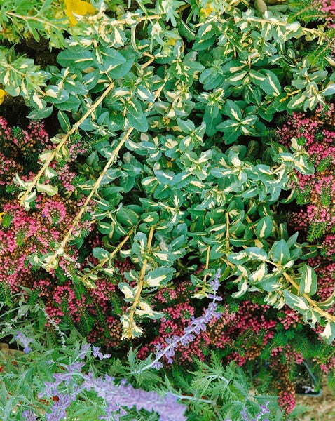 Euonymus fortunei 'Sunspot', Kriechspindel, ca. 9x9 cm Topf