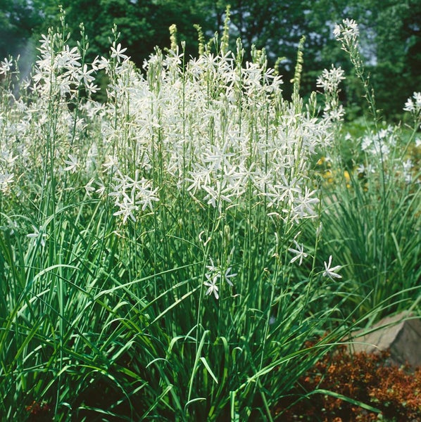 Anthericum liliago, Graslilie, weiß, ca. 9x9 cm Topf
