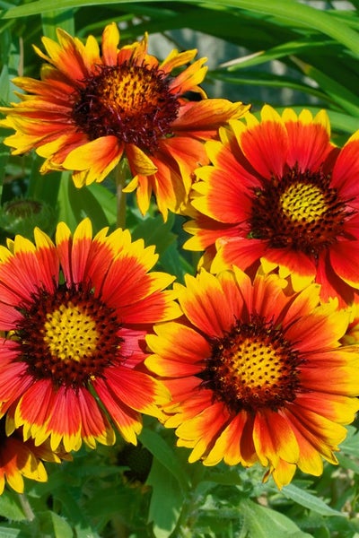 Gaillardia x grandiflora 'Arizona Sun', Kokardenblume, rot-gelb, ca. 9x9 cm Topf