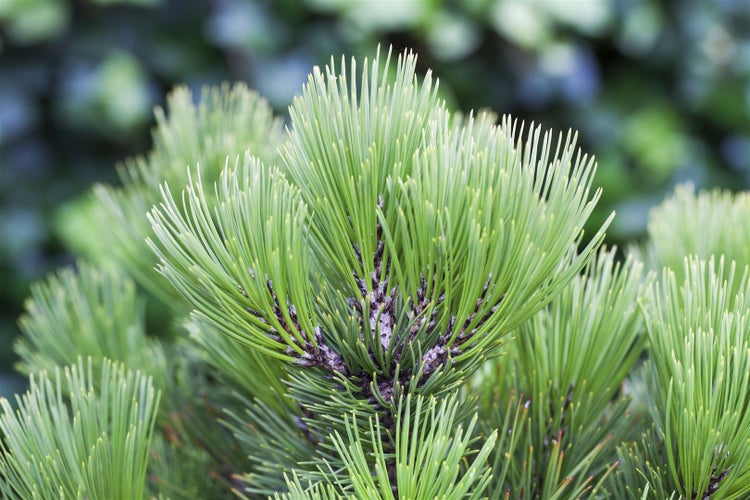 Pinus heldreichii 'Compact Gem', Bosnische Kiefer, kompakt, 30–40 cm