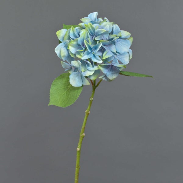 Blaue Hortensie als Schnittblume mit grünem Blatt und Stiel.