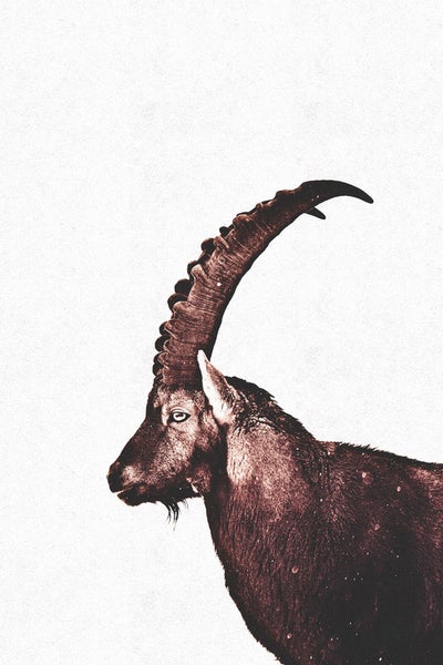 Illustration eines Steinbocks im Profil