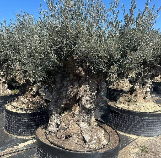 Olivenbaum ca. 200 Jahre alt mit knorrigem Stamm (Olea europaea)