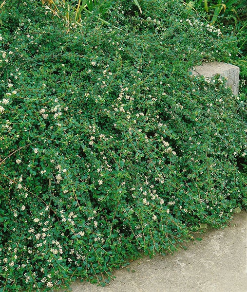 Cotoneaster dammeri 'Radicans', Teppichmispel, immergrün, ca. 9x9 cm Topf