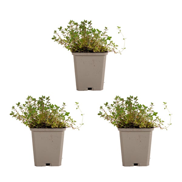 Drei Topfpflanzen Thymian auf einem weißen Hintergrund.