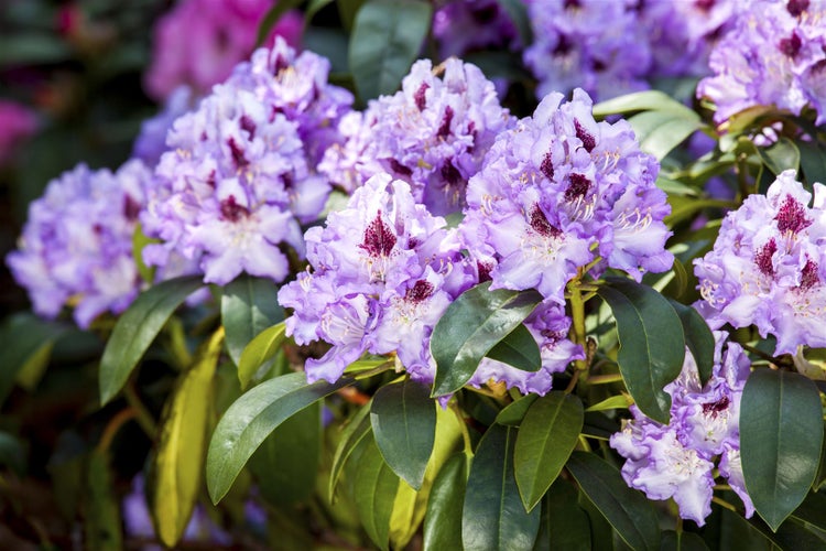 Rhododendron Hybr. 'Blue Peter', blauviolett, 30–40 cm