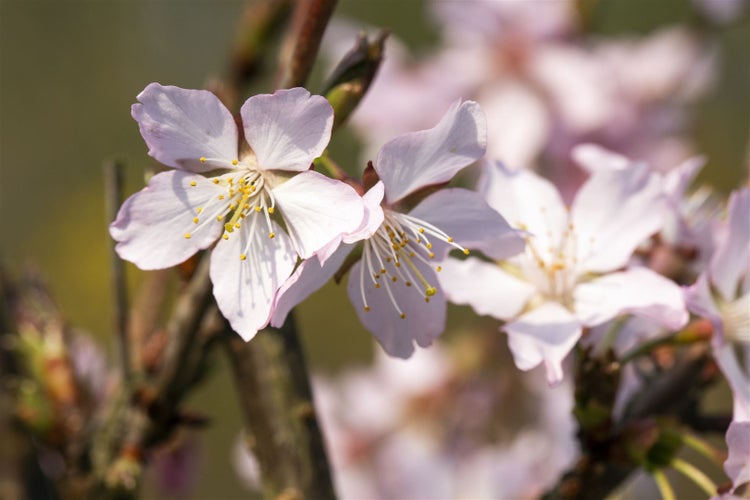 Prunus kurilensis 'Ruby', Zierkirsche, rosa Blüten, 40–60 cm