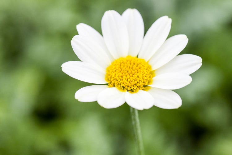 Anthemis tinctoria 'Sauce Hollandaise', Färberkamille, cremeweiß, ca. 11x11 cm Topf
