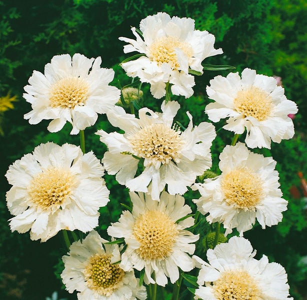 Scabiosa caucasica 'Perfecta Alba', Skabiose, weiß, ca. 9x9 cm Topf