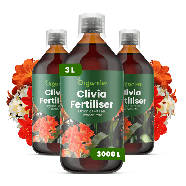 Drei Flaschen Organifer Clivia Dünger, organisches Düngerkonzentrat, insgesamt 3 Liter für bis zu 3000 Liter.