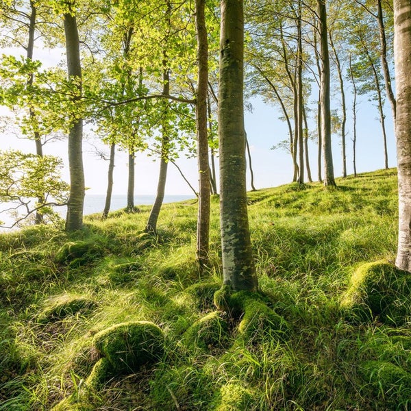 Lichtung mit Bäumen und Moos