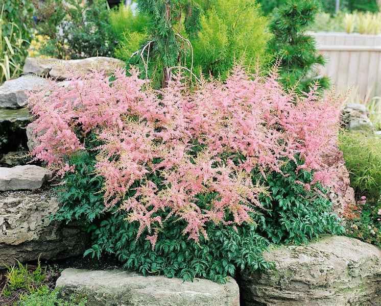 Astilbe glaberrima 'Sprite', Zwerg-Prachtspiere, rosa, ca. 9x9 cm Topf