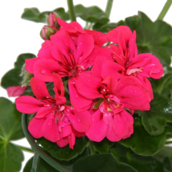 Geranien hängend - Pelargonium peltatum - 12cm Topf - Set mit 6 Pflanzen - pink