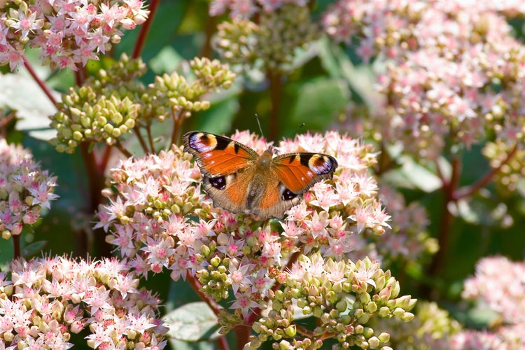 Sedum hybridum 'Matrona', Fetthenne, rosa Blüten, 2 Liter Container