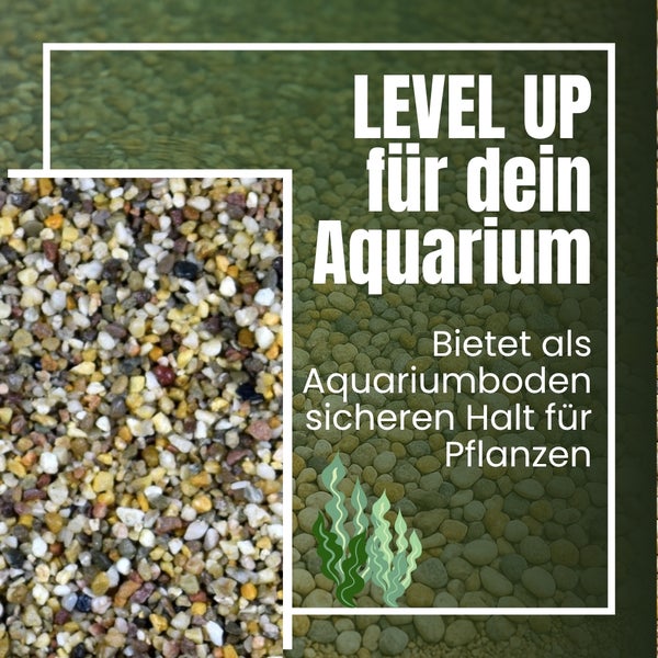 Aquarienkies als sicherer Halt für Pflanzen im Aquarium.