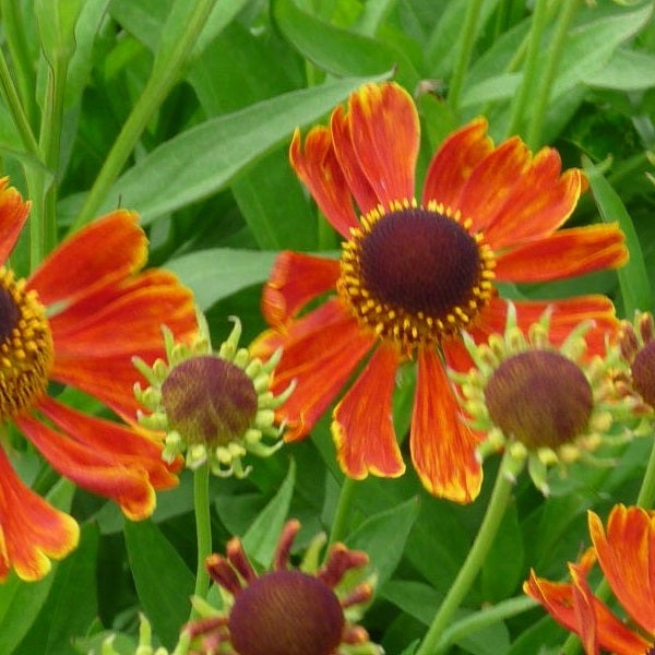 Nahaufnahme von Sonnenbraut Blumen im Garten.