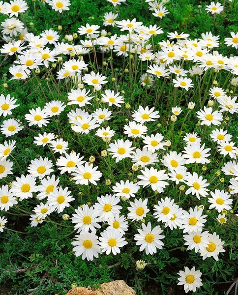 Anthemis carpatica 'Karpatenschnee', Teppichkamille, weiß, ca. 9x9 cm Topf