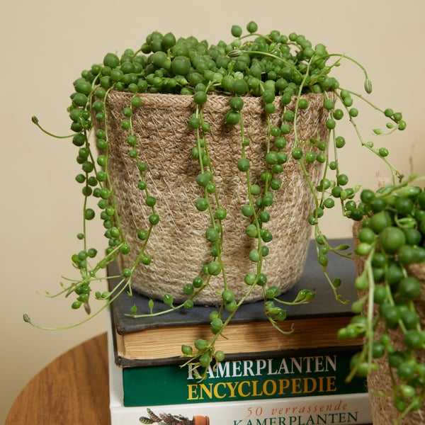 Bloomique - Senecio Rowleyanus - Erbsenpflanze - Sukkulenten - Hängepflanze - Zimmerpflanzen - Sehr Pflegeleicht - 10-15 cm hoch - Topf 12 cm