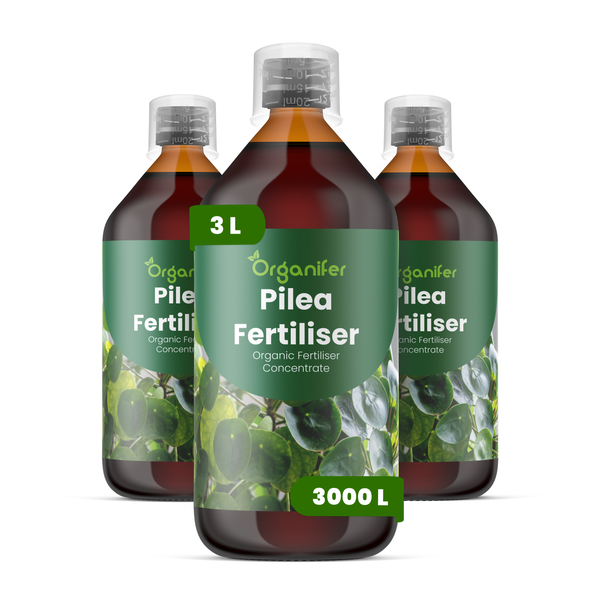 Drei Flaschen Organifer Pilea Dünger, organisches Düngerkonzentrat, 3 Liter Gesamtmenge für bis zu 3000 Liter Gießwasser.