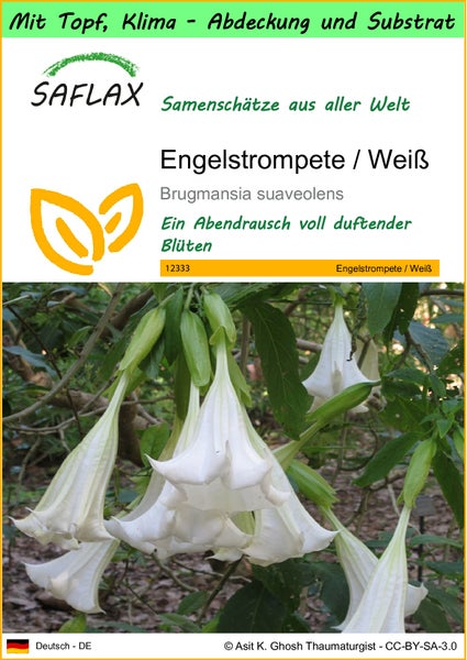 SAFLAX Garden to go - Engelstrompete / Weiß - Brugmansia suaveolens - 10 Samen - Mit Topf, Klima - Deckel und Anzuchtsubstrat