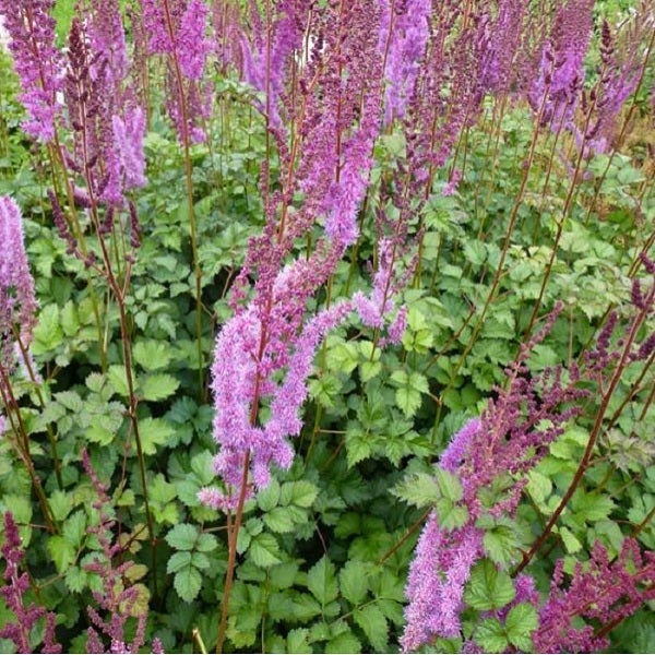 Astilbe-Pflanze mit Blüten und grünen Blättern