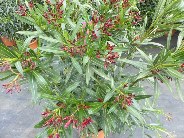 Im Topf gepflanzte Nerium oleander Pflanze mit grünen, lanzettförmigen Blättern und zahlreichen Büscheln roter Blütenknospen.